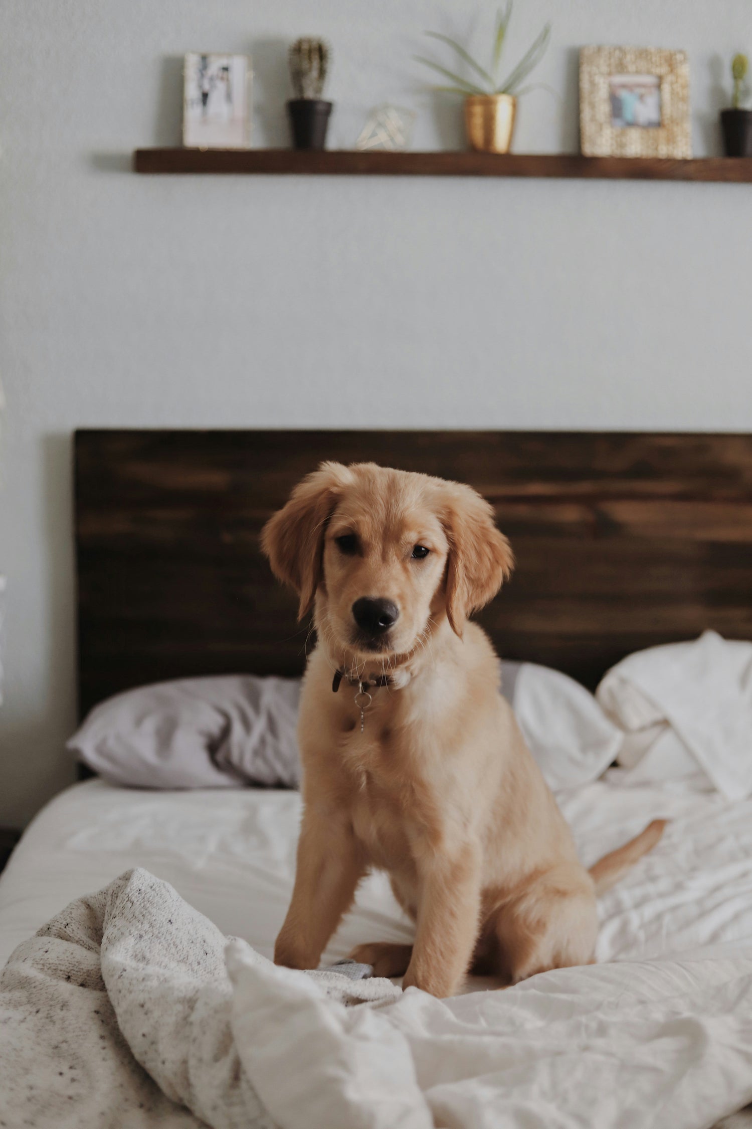 DOGS