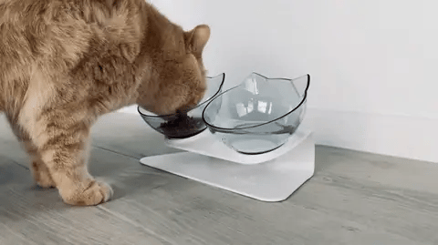 Elevated Non-Slip Double Cat Bowls with Inclined Stand