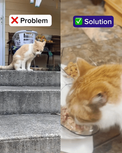 Elevated Non-Slip Double Cat Bowls with Inclined Stand