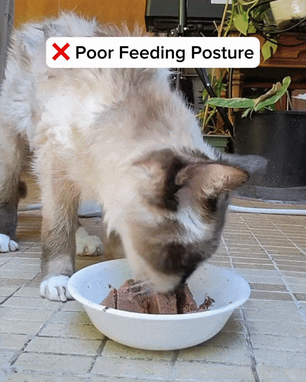Elevated Non-Slip Double Cat Bowls with Inclined Stand