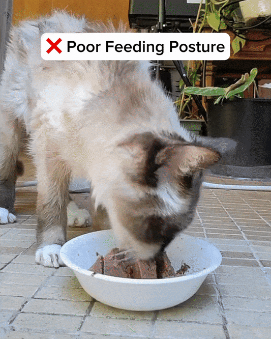 Elevated Non-Slip Double Cat Bowls with Inclined Stand